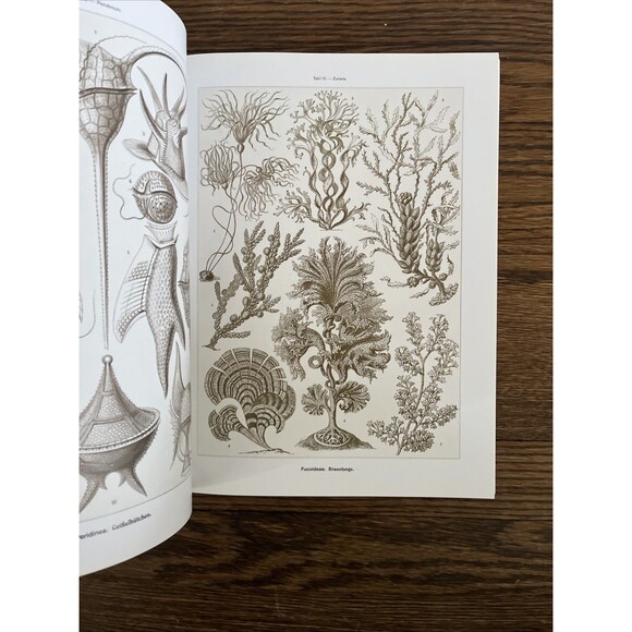 Olaf Breidbach Art Forms in Nature (Paperback) One Hundred Color Plates 2004 - Picture 3 of 4